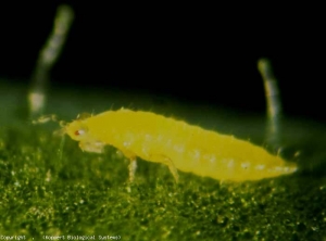 Une larve chemine à la face inférieure de cette foliole. <i><b>Frankliniella occidentalis</b></i> (thrips)