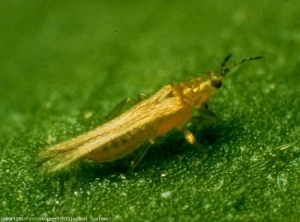 Les adultes de <i><b>Frankliniella occidentalis</b></i> (thrips) mesurent de 0,8 à 1 mm de long. Taches brunes, beiges... plus ou moins étendues, souvent nécrotiques en fin d'évolution.