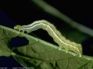 Chenille verte présentant une ligne jaune de chaque côté de son corps. <i><b>Chrysodeixis chalcites</b></i> (papillon de nuit, noctuelle)