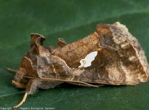 Papillon de <b><i>Chrysodeixis chalcites</i></b> (papillon de nuit, noctuelle)