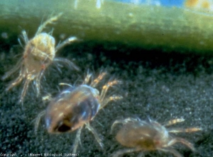 Différents stades de <b><i>Tetranychus urticae</i></b> (acarien tisserand, spider mite)