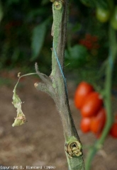 Une lésion noirâtre ceinture localement sur plusieurs centimètres la tige de ce pied de tomate. <b><i>Pectobacterium carotovorum</i></b>