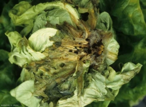 La pourriture est maintenant largement répandue sur d'autres feuilles ; elle a entièrement détérioré le collet. On distingue une moisissure grise ainsi que quelques petits sclérotes noirs sur les tissus. Certaines portions de la feuille réagissent parfois à l'infection et prennent une teinte rougeâtre, surtout au niveau du pivot. <b><i>Botrytis cinerea</i></b> (moisissure grise, grey mold)
