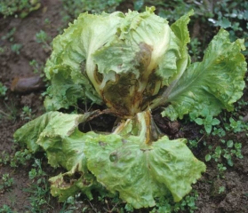 Sur cette salade, une pourriture humide et noirâtre est bien en place sur plusieurs  feuilles basales, certaines d'entre elles flétrissent et se décomposent progressivement. <b><i>Thanatephorus cucumeris</i></b> (<i>Rhizoctonia solani</i>, "bottom rot")
