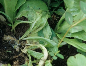 Une pourriture s'est installée sur plusieurs  feuilles et au collet de cette jeune laitue qui est en train de s'effondrer. <b><i>Athelia rolfsii</i></b> (<i>Sclerotium rolfsii</i>, "southern blight")