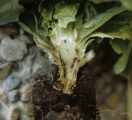 Les vaisseaux et les tissus contigus présentent une teinte plus foncée tirant sur le noir. <b><i>Pythium tracheiphilum</i></b> ("lettuce stunt")
