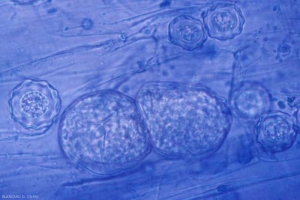 Des sporanges et des "chlamydospores" (spores de repos) d'<b><i>Olpidium virulentus</i></b> (ex <i>Olpidium brassicae</i>, virus fungal vector) sont renfermés dans plusieurs cellules des racines de l'hôte.