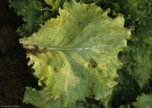 Les taches chlorotiques en plus grand nombre sont également délimitées par les nervures. <b><i>Bremia lactucae</i></b> (mildiou de la salade, downy mildew)
