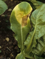 Sur cette jeune plante, les taches bien évoluées ont une coloration jaune intense et finissent par se nécroser. <b><i>Bremia lactucae</i></b> (mildiou de la salade, downy mildew)