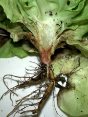 Les vaisseaux présentent une coloration brun rouille. <b><i>Fusarium oxysporum</i> f. sp. <i>lactucae</i></b> ("fusarium wilt")