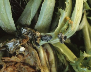 Sclerotinia367