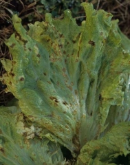 <b><i>Microdochium panattonianum</i></b> (anthracnose, "shot-hole") provoque des taches graisseuses à orangées sur les feuilles basses. Lorsqu'elles sont nombreuses et confluentes, on peut confondre leurs dégâts avec ceux des agents de pourritures basales.