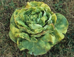 Les brûlures racinaires sont à l'origine de la croissance réduite de cette laitue. Le limbe de plusieurs feuilles jaunit progressivement en périphérie et finit par brunir et se nécroser. <b>Toxicité ammoniacale</b>