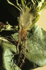 Cette laitue, affectée par <i><b>Pythium tracheiphilum</b></i> ("lettuce stunt"), montre des vaisseaux brunis.