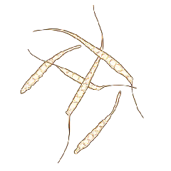 Aspect des conidies de <i><b>Mycocentrospora acerina</b></i> ("mycocentrospora leaf spot") : un grattage des tissus lésés permet de récupérer les conidies caractéristiques de ce champignon. Elles sont pluri-septées, hyalines, longuement étirées et disposent d'un appendice latéral mince et effilé.
