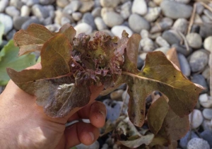 On retrouve la même situation en présence d'une <b>phytotoxicité</b> qui, elle aussi, a induit le blocage et la déformation des feuilles du coeur de cette jeune salade.