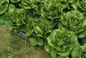 Le  <i><b>Mirafiori lettuce big-vein virus</b></i> (MLBVV, virus des grosses nervures de la laitue), à l'origine de la déformation des feuilles du coeur, modifie sensiblement l'aspect et le port des laitues affectées.