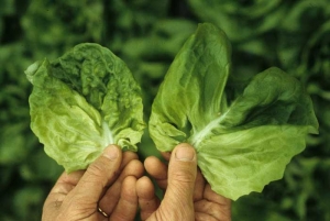 L'apparence plus large et l'épaississement des nervures induits par le  <b><i>Mirafiori lettuce big-vein virus</i></b>
(MLBVV, virus des grosses nervures de la laitue) sont en partie à l'origine de l'aspect fortement cloqué de la feuille de laitue localisée à gauche.