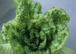 Le LMV peut induire aussi le gaufrage du limbe et occasionner des jaunissements nervaires intenses, diffusant vers les tissus environnants. <b>Virus de la mosaïque de la laitue</b> (<i>Lettuce mosaic virus</i>, LMV)