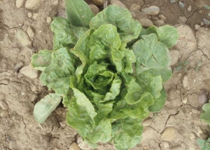 Cette laitue atteinte par le <b>virus de la mosaïque jaune du pissenlit</b> (<i>Dandelion yellow mosaic virus</i>, DaYMV) révèle une faible croissance ; son port est anormal du fait de nombreuses feuilles légèrement déformées. 