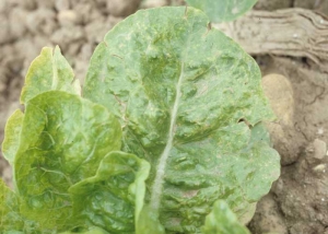 Les feuilles affectées montrent diverses altérations : des taches chlorotiques, des altérations nécrotiques, de fines nécroses, conférant parfois au limbe un aspect légèrement "bronzé". <b>Virus de la mosaïque jaune du pissenlit</b> (<i>Dandelion yellow mosaic virus</i>, DaYMV)