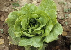 La précocité de l'attaque, les conditions climatiques... influencent l'expression des symptômes. Ceux-ci sont parfois modérés. C'est le cas sur cette laitue qui montre une marbrure assez généralisée particulièrement visible sur les vieilles feuilles. <b>Virus de la mosaïque jaune du pissenlit</b> (<i>Dandelion yellow mosaic virus</i>, DaYMV)