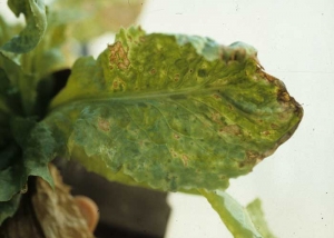 A terme, des taches nécrotiques, marron à brunes, apparaissent dans les secteurs du limbe les plus chlorotiques. <b>Virus de la mosaïque du navet</b> (<i>Turnip mosaic virus</i>, TuMV)