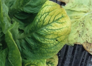 Le limbe de cette feuille basse montre un jaunissement périphérique du limbe se généralisant progressivement. Les nervures restent vertes. <b>Virus de la pseudo-jaunisse de la betterave</b> (<i>Beet pseudo-yellows virus</i>, BPYV)