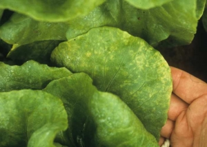 Des petites taches et quelques anneaux chlorotiques sont visibles sur les feuilles basses ou intermédiaires de cette laitue. <b>Agent des anneaux nécrotiques de la laitue</b> (<i>Lettuce ring necrosis agent</i>, LRNA)