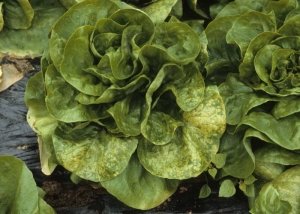 A terme, des feuilles entières sont affectées ; elles peuvent présenter alors sur laitue beurre une coloration jaune assez intense. <b>Agent des anneaux nécrotiques de la laitue</b> (<i>Lettuce ring necrosis agent</i>, LRNA)