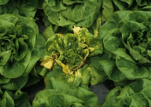 Au sein de ces salades saines, une laitue montre plusieurs feuilles jaunes et nécrotiques ; les feuilles du c&oelig;ur sont bloquées et déformées. <b>Agent des anneaux nécrotiques de la laitue</b> (<i>Lettuce ring necrosis agent</i>, LRNA)