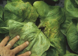 Certaines feuilles basses sont couvertes de petites lésions à la fois chlorotiques et nécrotiques. <b>Agent des anneaux nécrotiques de la laitue</b> (<i>Lettuce ring necrosis agent</i>, LRNA)