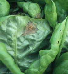 Des larges taches humides commençant à se nécroser s'étendent sur deux feuilles. On distingue bien les motifs concentriques. <b><i>Botrytis cinerea</i></b> (<i>Botrytis</i> leaf spot)