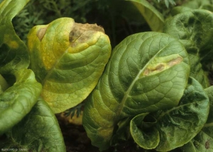 Les taches s'étendent et confluent si les conditions sont très favorables. A terme, de larges secteurs du limbe sont touchés. <b><i>Bremia lactucae</i></b> (mildiou de la salade, downy mildew)