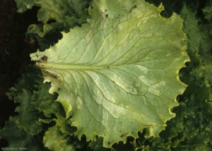 Une intense sporulation recouvre les taches à la face inférieure du limbe. <b><i>Bremia lactucae</i></b> (mildiou de la salade, downy mildew)