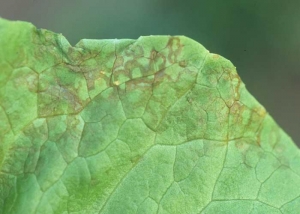 Par la suite, les anneaux visibles sur le limbe prennent une teinte brune. <b>Agent des anneaux nécrotiques de la laitue</b> (<i>Lettuce ring necrosis agent</i>, LRNA)