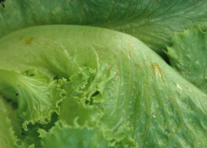 Dans les zones foliaires altérées, on distingue sur le limbe des nécroses orangées allongées, associées à la présence de thrips.
<b>Dégâts de thrips</b>