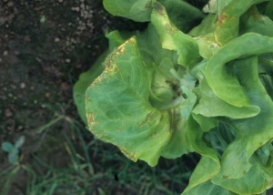 Des altérations humides à graisseuses, de couleur orangée à brune, sont bien visibles à la périphérie du limbe chlorotique de cette laitue. <b>Agent des anneaux nécrotiques de la laitue</b> (<i>Lettuce ring necrosis agent</i>, LRNA)