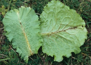 Des lésions orangées à brunes, localisées sur les nervures, peuvent matérialiser les effets de certains herbicides sur salade.
<b>Phytotoxicités diverses</b>