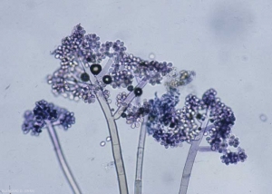 Les conidiophores sont ramifiés et portent de nombreuses conidies. <b><i>Botrytis cinerea</i></b> (moisissure grise, grey mold)