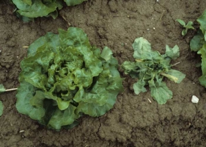 Un nanisme des salades peut également être observé.