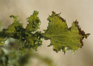 Cette feuille de chicorée frisée, mosaïquée par le <b>virus de la mosaïque de la laitue</b> (<i>Lettuce mosaic virus</i>, LMV), se nécrose progressivement à partir de la périphérie du limbe.