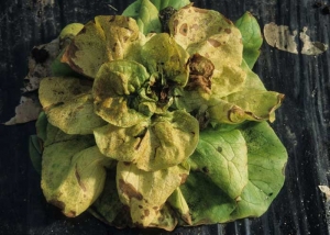 En fin d'évolution, de nombreuses feuilles sont affectées ; elles sont chlorotiques et montrent de larges plages nécrotiques. <b>Virus de la maladie bronzée de la tomate</b> (<i>Tomato spotted wilt virus</i>, TSWV)