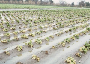 De nombreuses salades flétrissent et dépérissent progressivement. Elles sont situées dans une zone de la parcelle où l'eau a stagné après un violent orage. <b>Asphyxie racinaire</b>