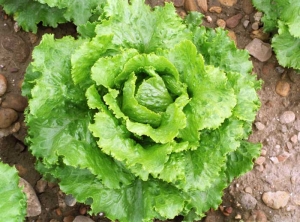 Assez classiquement, les salades atteintes par le <b>virus de la mosaïque de la laitue</b> (<i>Lettuce mosaic virus</i>, LMV) ont leurs feuilles plus ou moins mosaïquées et cloquées.