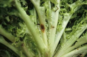 Sur la côte de cette frisée, on distingue nettement une altération allongée, fendue en son centre. <b>Taches de latex</b>