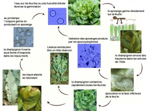 cycle_mildiou_salade