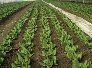 Toutes les salades, légèrement chlorotiques, montrent un port plus dressé et plusieurs feuilles enroulées ; il s'agit de symptômes de phytotoxicité. <b>Répartition générale</b>