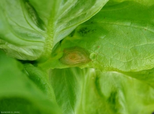 Cette tache provoquée par <b><i>Botrytis cinerea</i></b> est humide, de teinte beige à  brunâtre.  (moisissure grise, grey mold)