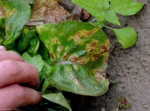 Au fur et à mesure du développement du mildiou, les tache se nécrosent progressivement et prennent une teinte brunâtre.  <b><i>Bremia lactucae</i></b> (mildiou de la salade, downy mildew)